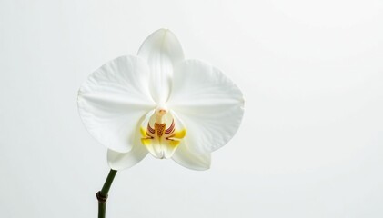 Delicate white orchid blossom against pure white backdrop, photography, subtle