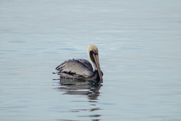 photography of pelican in the ocean