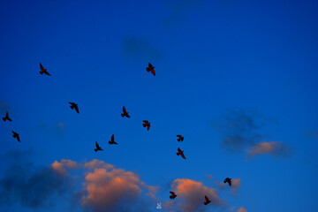 birds in the sky