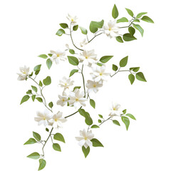 3D Flowering Jasmine Vine with Delicate White Flowers Isolated on Transparent Background