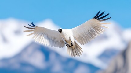 Obraz premium Majestic white bird soaring through a vibrant blue sky, over snow-capped mountains. A stunning display of flight and freedom