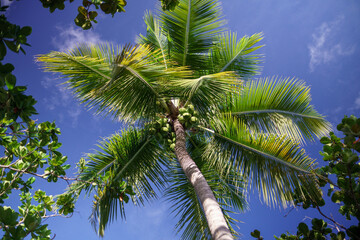 Coconut tree