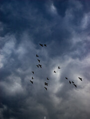 flock of birds