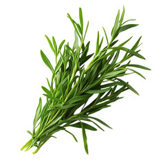 Fototapeta premium A Fresh Sprig of Tarragon with Narrow Aromatic Leaves Isolated on Transparent Background