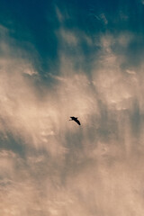 birds in the sky