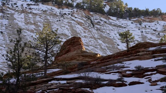 Unique rock formations and trees in Zion National Park, Utah during a clear sunny day with snow in the background.