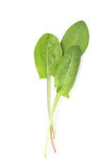 Fresh green sorrel leaves isolated on white, top view