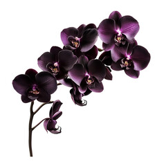 Deep Purple Orchid Isolated on Transparent Background