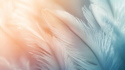 Soft wispy feather texture