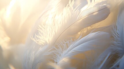 Soft wispy feather texture