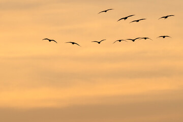 Sandhill cranes migration; Crane Trust; Nebraska