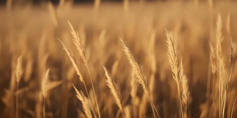 Fototapeta premium A field of golden wheat stalks, symbolizing harvest and agriculture, ideal for rural and food themes.