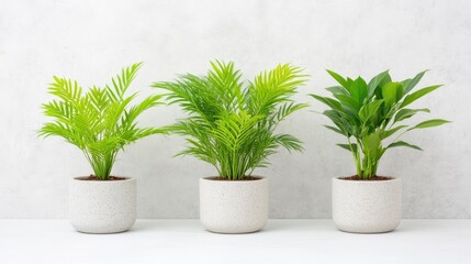 Fototapeta premium Three potted plants in light gray pots