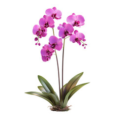 Naklejka premium Pink Orchid Plant with Purple Blooms Isolated on Transparent Background