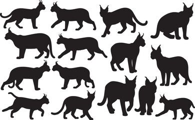 Caracal Silhouettes