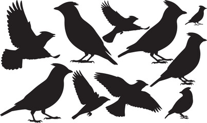 Cedar Waxwing Silhouette