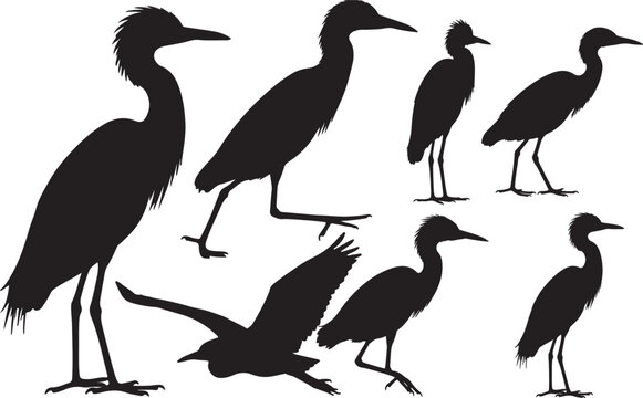 Cattle Egret Silhouette