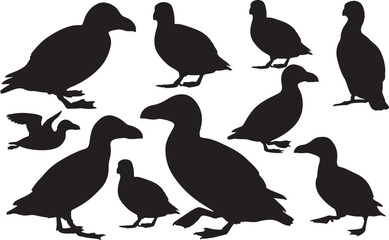 Common Murre Silhouette