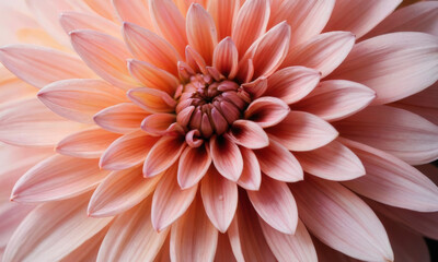 Fototapeta premium beautiful pink flower with delicate petals, showcasing intricate layers and soft, inviting appearance