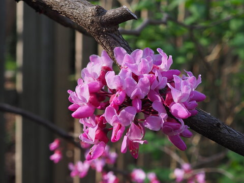close-up of redbud blossoms