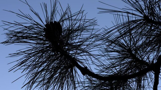 Silhouette of pine branches against the clear blue sky in Zion National Park, Utah during mid-afternoon.