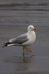 Seagull walking on wet pavement near the shore during overcast weather in a coastal location