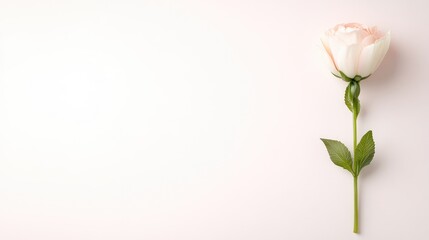 Fototapeta premium A single pale pink rose, elegantly styled, dominates the right side. The simple composition features a clean, light pink background. The image is high-quality, with soft lighting. The aesthetic is