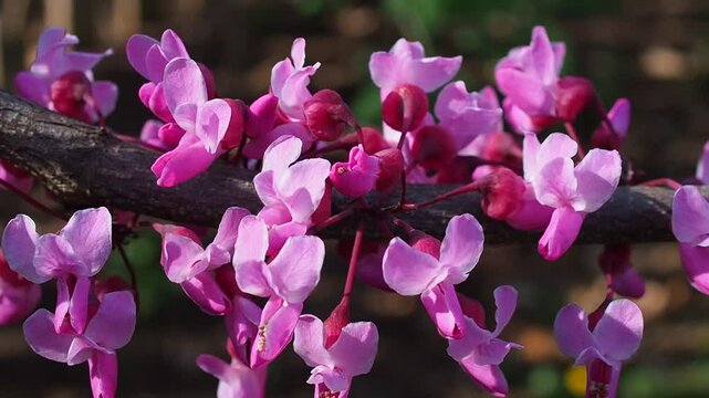 redbud blossoms