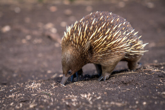 echidna exploring in the wild