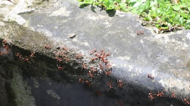 Red ants working together in a colony