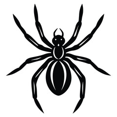 Spider isolated on white background