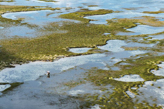 Solitary gatherer walking reef flats, Lombok, Indonesia