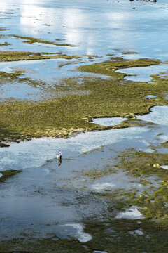 Man collecting seafood on tidal reef, Lombok, Indonesia