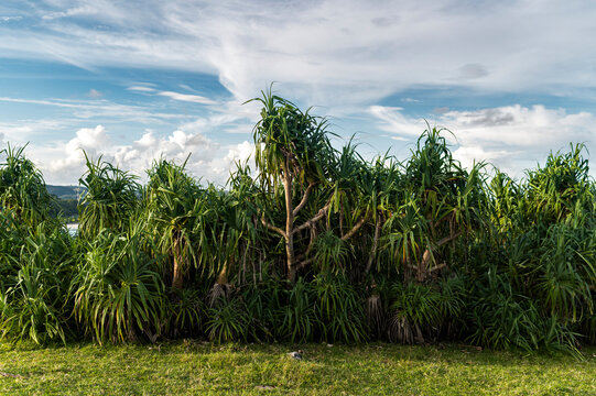 Dense pandanus grove under blue sky, Lombok, Indonesia