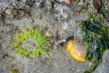 Aggregating Anemone with bright green tentacles out, next to a bright yellow White-Spotted Sea Goddess, marine life at low tide at Golden Gardens park, Seattle, Washington

