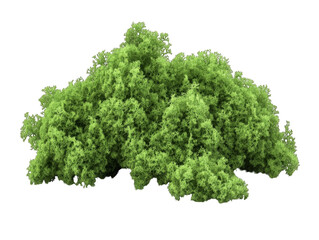 Fototapeta premium Moss isolated 