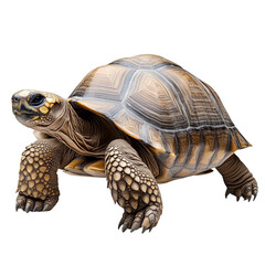 Obraz premium A detailed illustration of a tortoise showcasing its unique shell patterns and features.