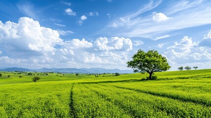 Fototapeta premium Vibrant Green Fields and Sky