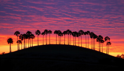 A striking silhouette of palm trees against a vibrant sunset sky, creating a serene and picturesque landscape.