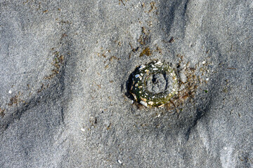Aggregating Anemone in wet sand, marine life at low tide at Golden Gardens park, Seattle, Washington, as a nature background
