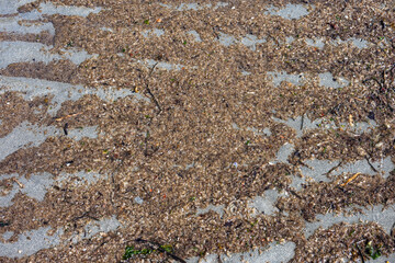 Pacific Herring Eggs from massive spawn in the wet sand in patterns left by the receding tide, marine life at low tide at Golden Gardens park, Seattle, Washington, as a nature background
