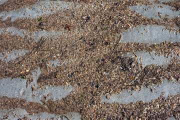 Pacific Herring Eggs from massive spawn in the wet sand in patterns left by the receding tide, marine life at low tide at Golden Gardens park, Seattle, Washington, as a nature background

