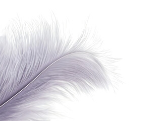 Obraz premium Isolated Abstract Feather On Transparent Background Art Illustration