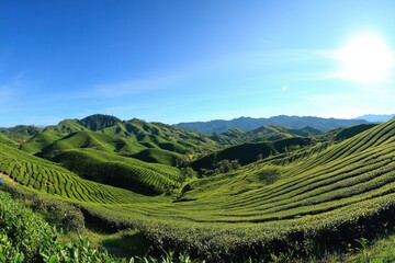 Beautiful Lush Green Fields Rolling Through Bright Sunny Landscapes Outdoors