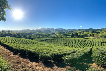 Fototapeta premium Green tea plantation with rolling hills under a bright blue sky