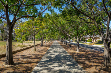 A tree-lined pedestrian pathway forms a natural green tunnel under dappled sunlight, alongside a quiet suburban street with houses in a peaceful Australian neighborhood. Williams Landing, Melbourne