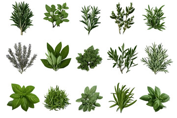 Isolated Herbs Collection on Transparent Background as Illustration