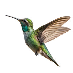 Obraz premium Hummingbird: High-Res Image isolated on transparent background