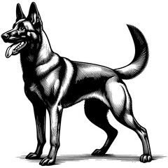 Hand drawn Malinois in full-body, vector sketch isolated on white background, SVG vector
