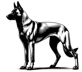 Hand drawn Malinois in full-body, vector sketch isolated on white background, SVG vector